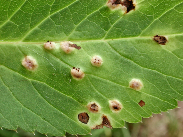Puccinia_aegopodii.jpg