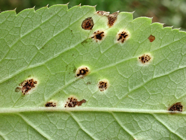 Puccinia_aegopodii2.jpg