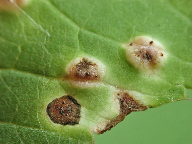 Puccinia_aegopodii3.jpg