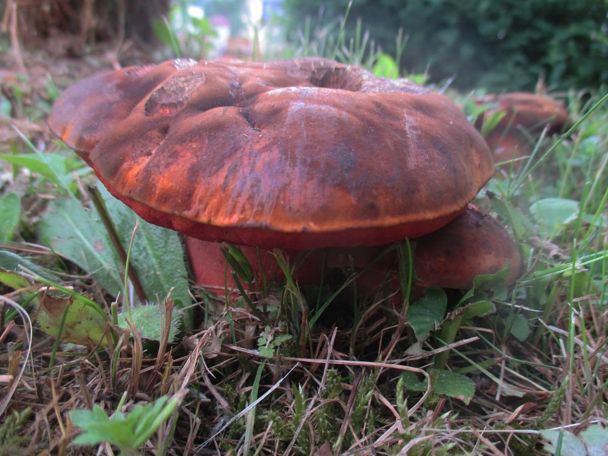 Flockenstieliger Hexenröhrling.jpg