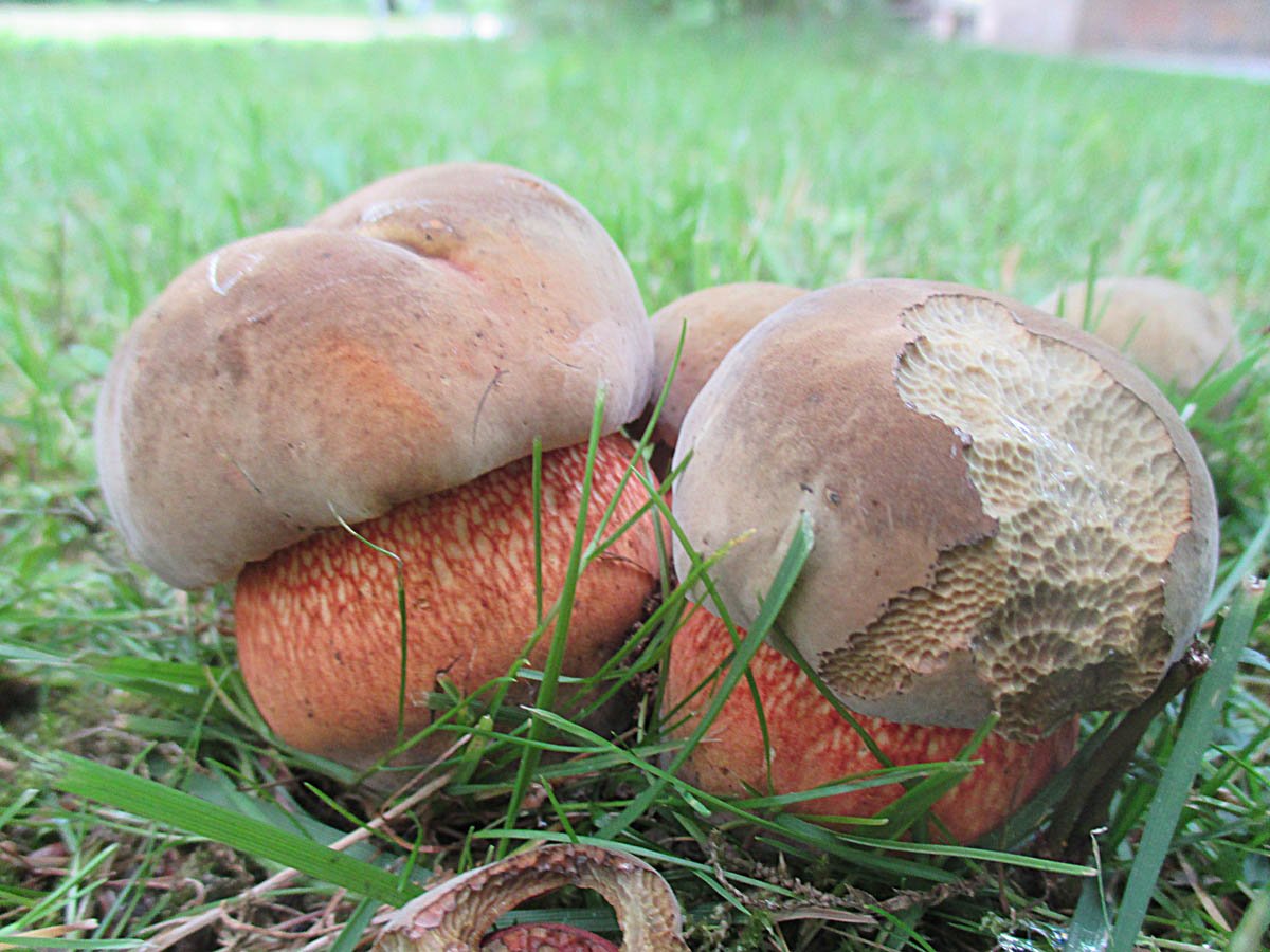 Netzstieliger Hexenröhrling 1.jpg