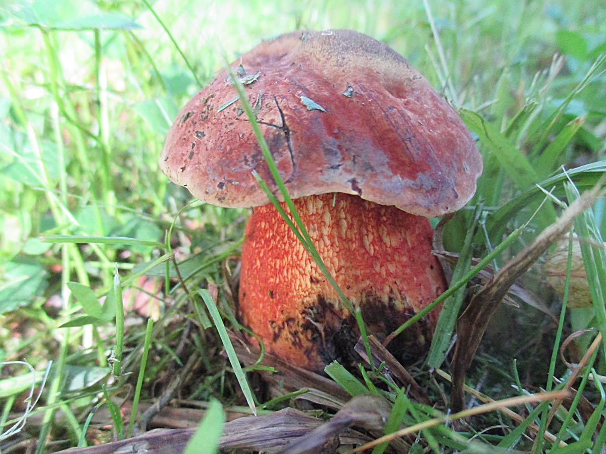 Netzstieliger Hexenröhrling.jpg