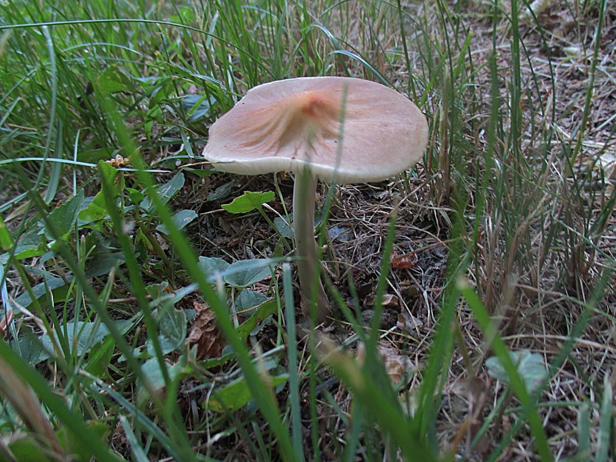 Wurzelnder Schleimrübling.jpg