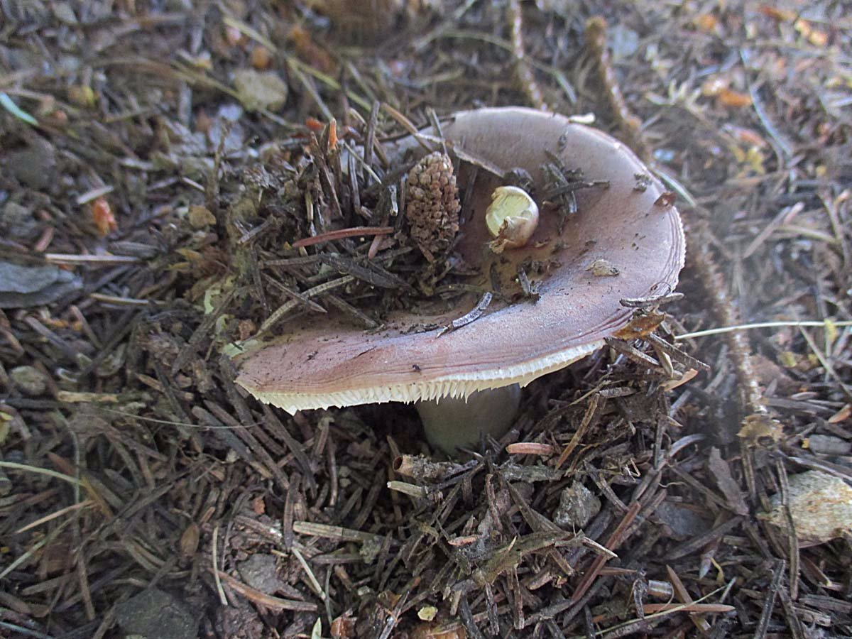 Fleischroter Speisetäubling (Russula vesca).jpg