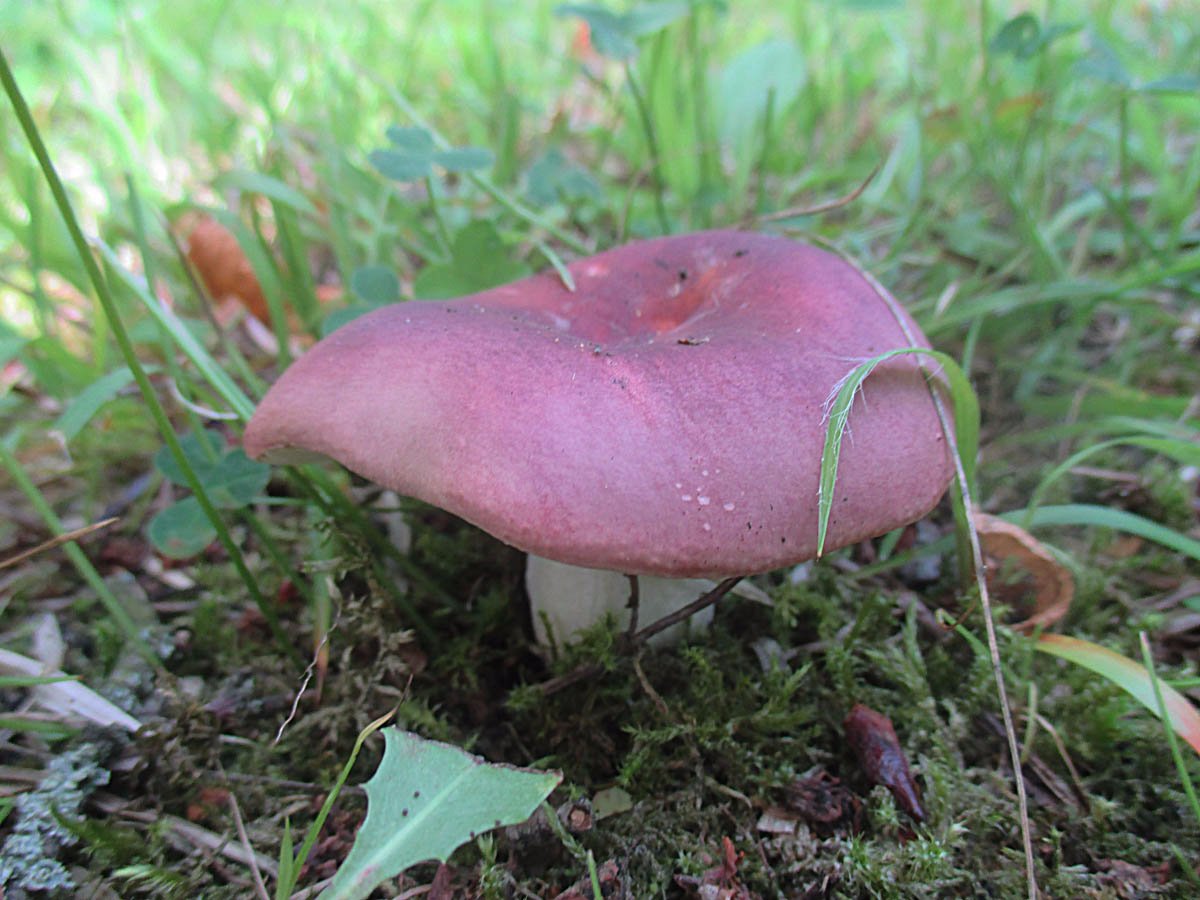 Fleischvioletter Heringstäubling (Russula graveolens).jpg