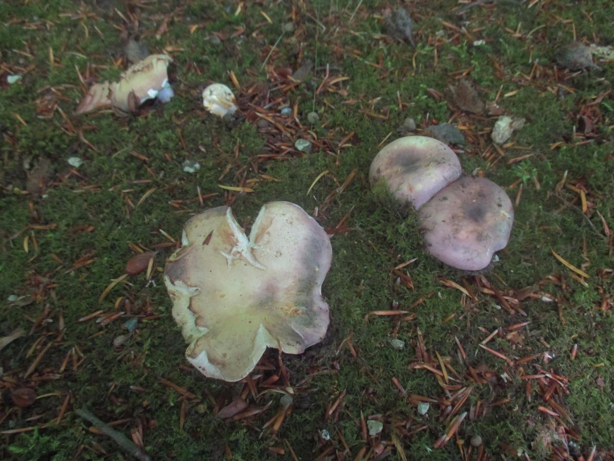 Frauentäublinge (Russula cyanoxantha).jpg