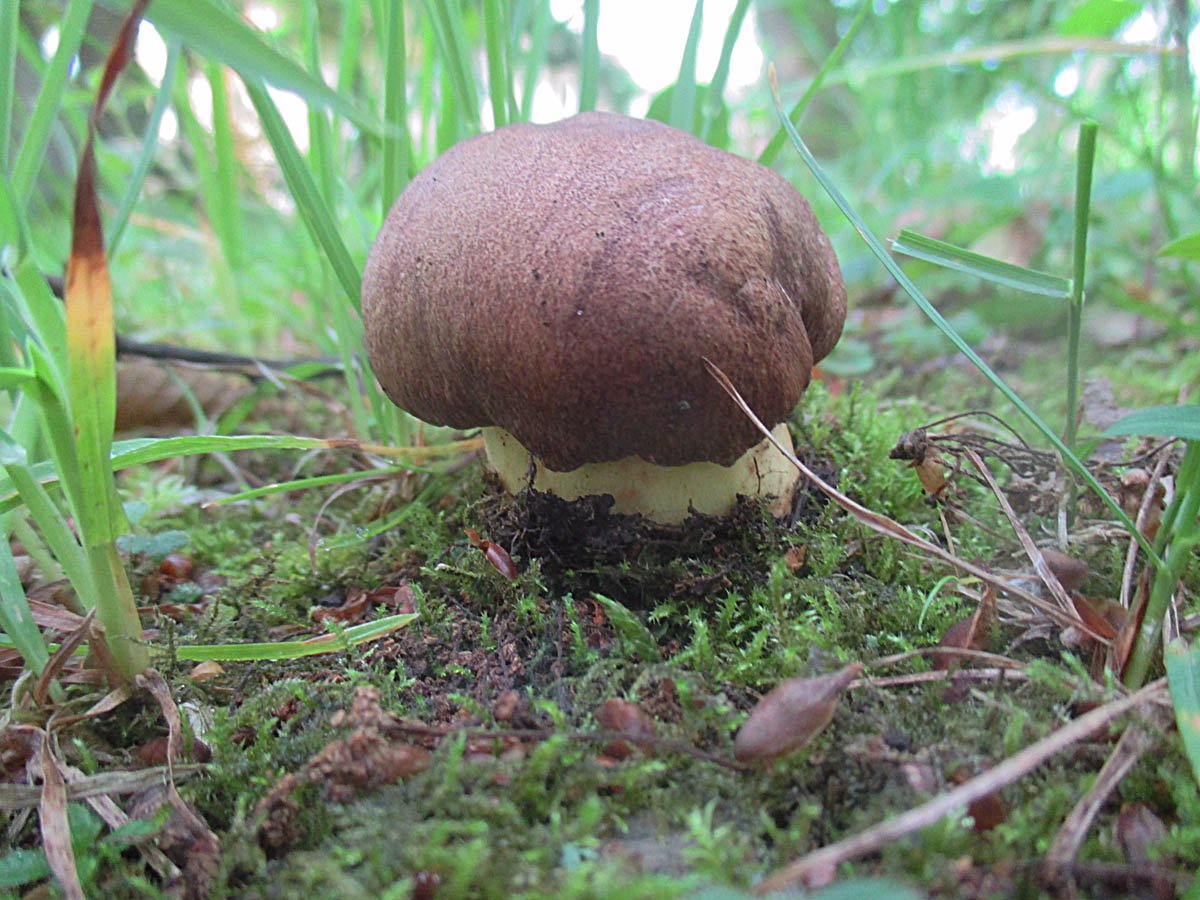 Anhängsel-Röhrling (Butyriboletus appendiculatus).jpg