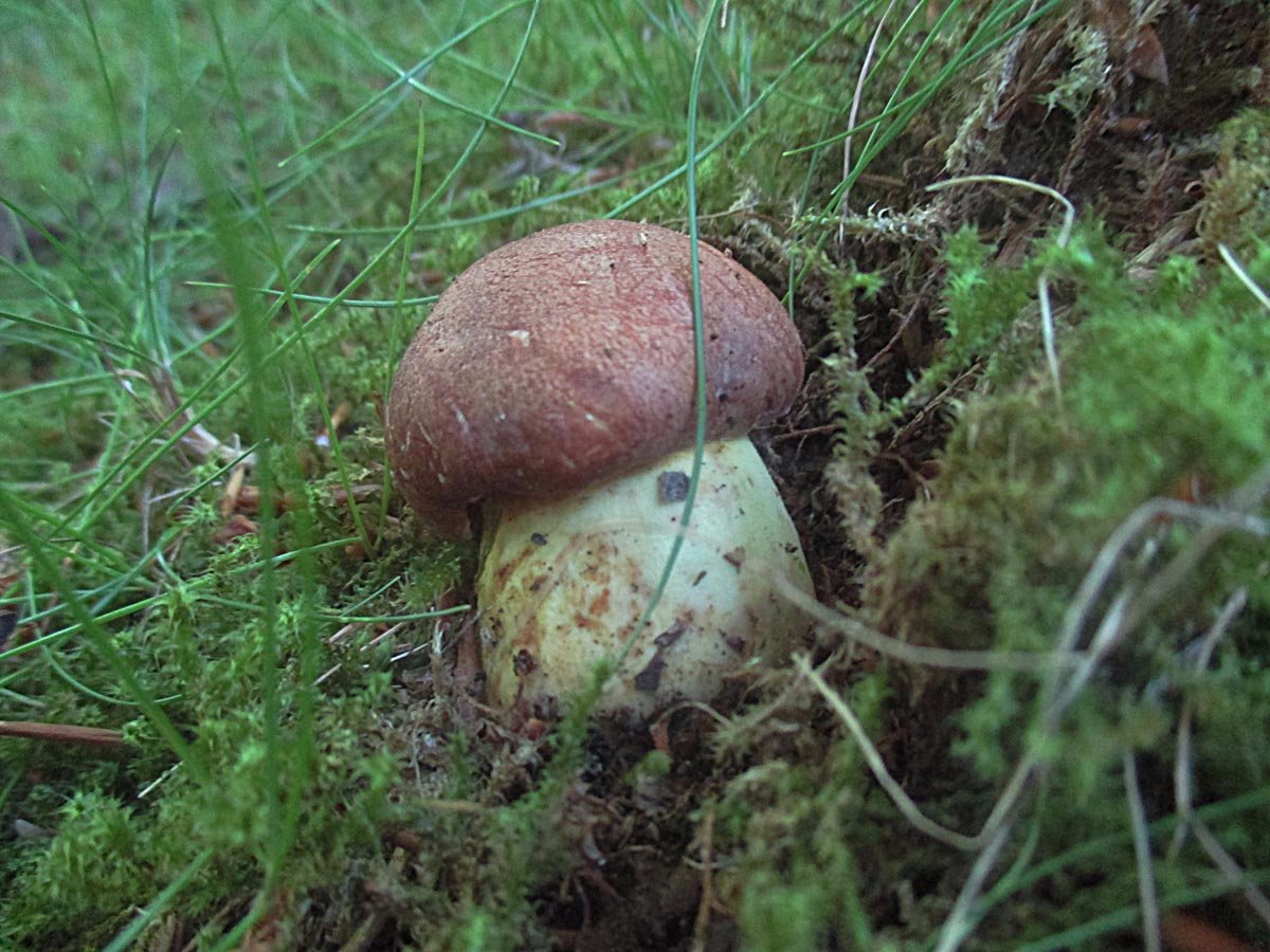 Anhängsel-Röhrling (Butyriboletus appendiculatus)2.jpg