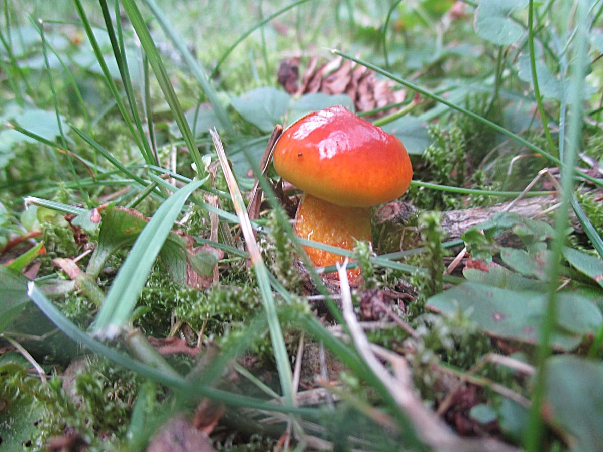 Goldgelber Lärchen-Röhrling (Suillus grevillei).jpg