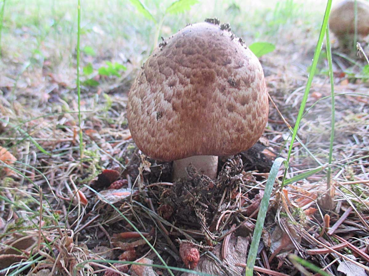 Kleiner Blut-Egerling (Agaricus silvaticus).jpg