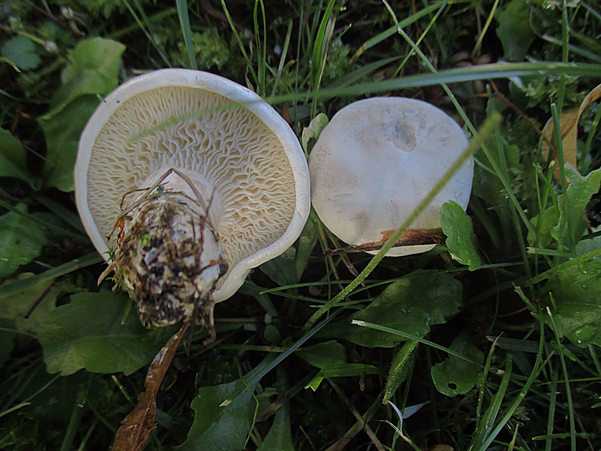 Mehlräsling (Clitopilus prunulus).jpg