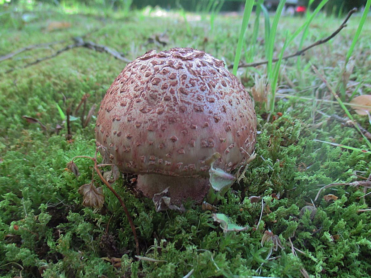 Perpilz (Amanita rubescens).jpg