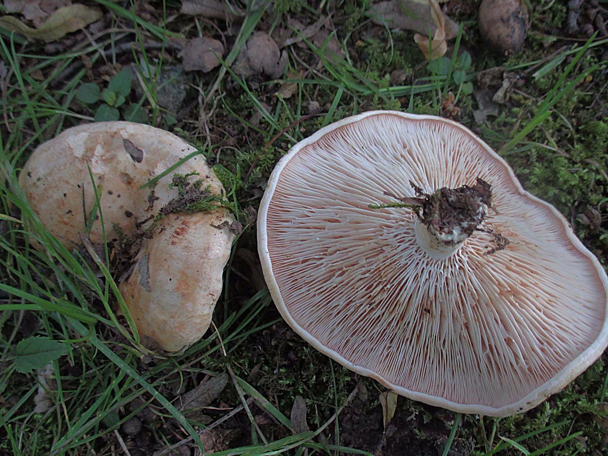Queraderiger Milchling (Lactarius acerrimus).jpg