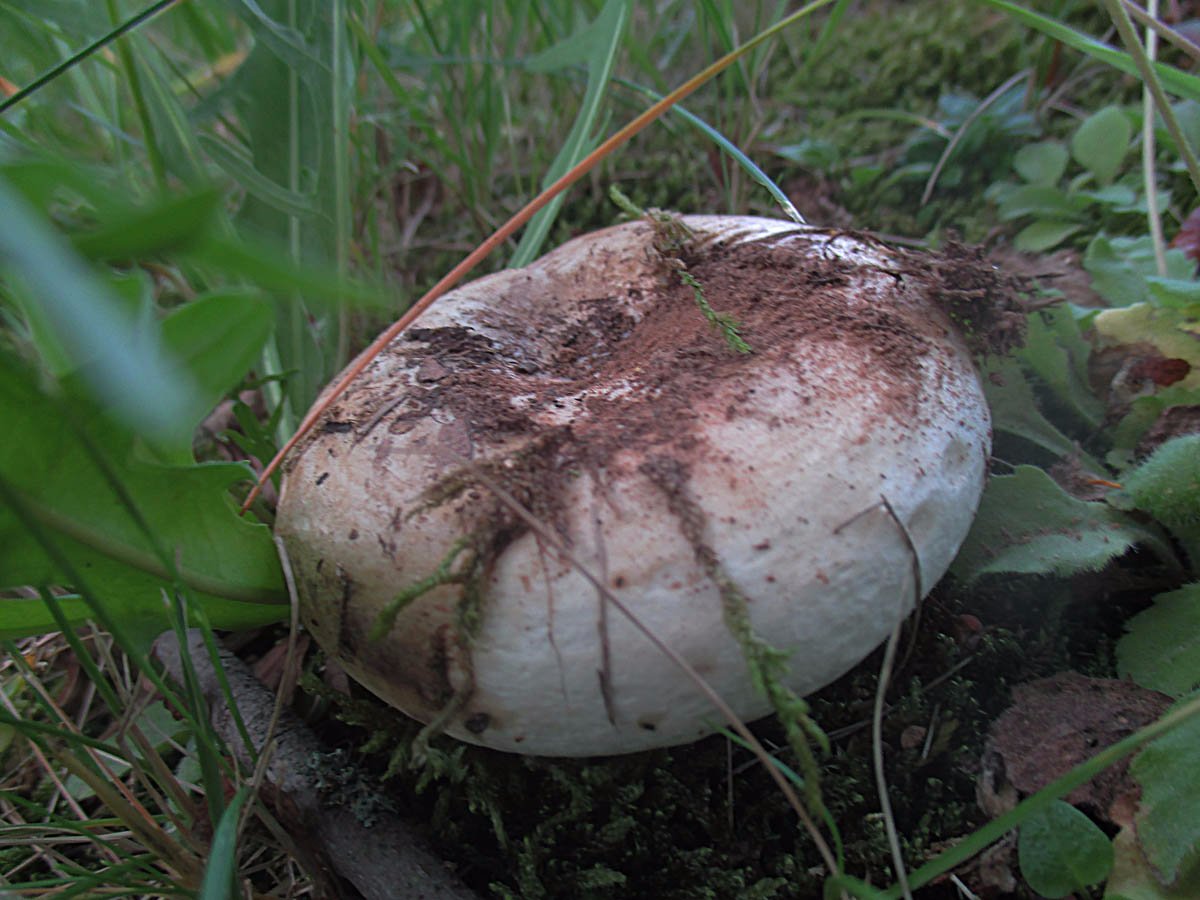 Rosascheckiger Milchling (Lactarius controversus).jpg
