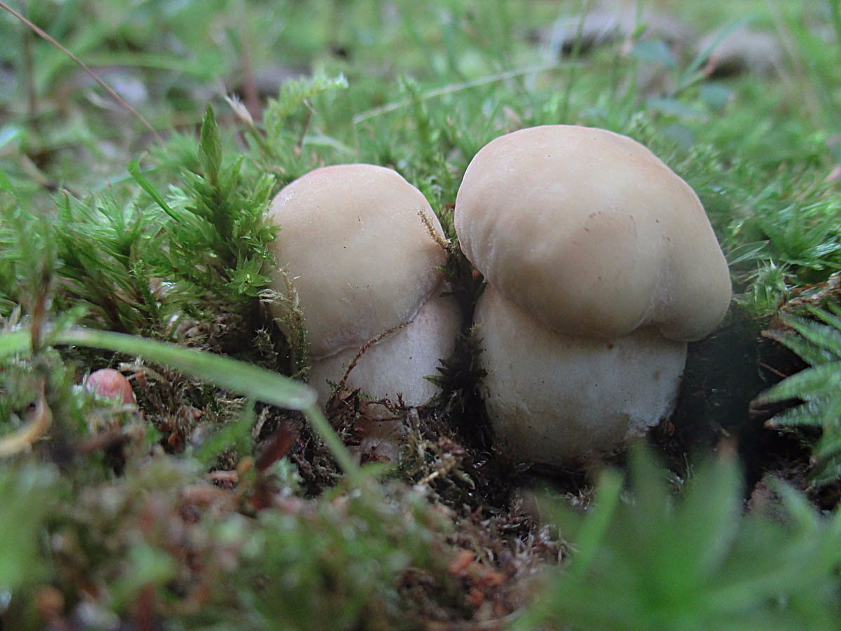 Sommersteinpilz (Boletus aestivalis).jpg