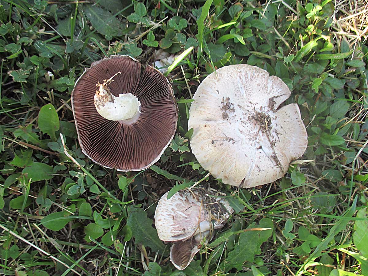 Wiesenchampignon (Agaricus campestris).jpg