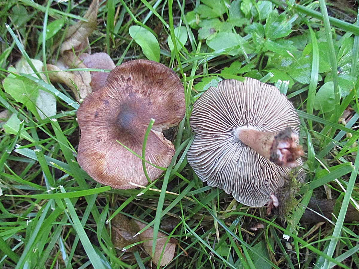 Weinroter Risspilz (Inocybe adaequata).jpg