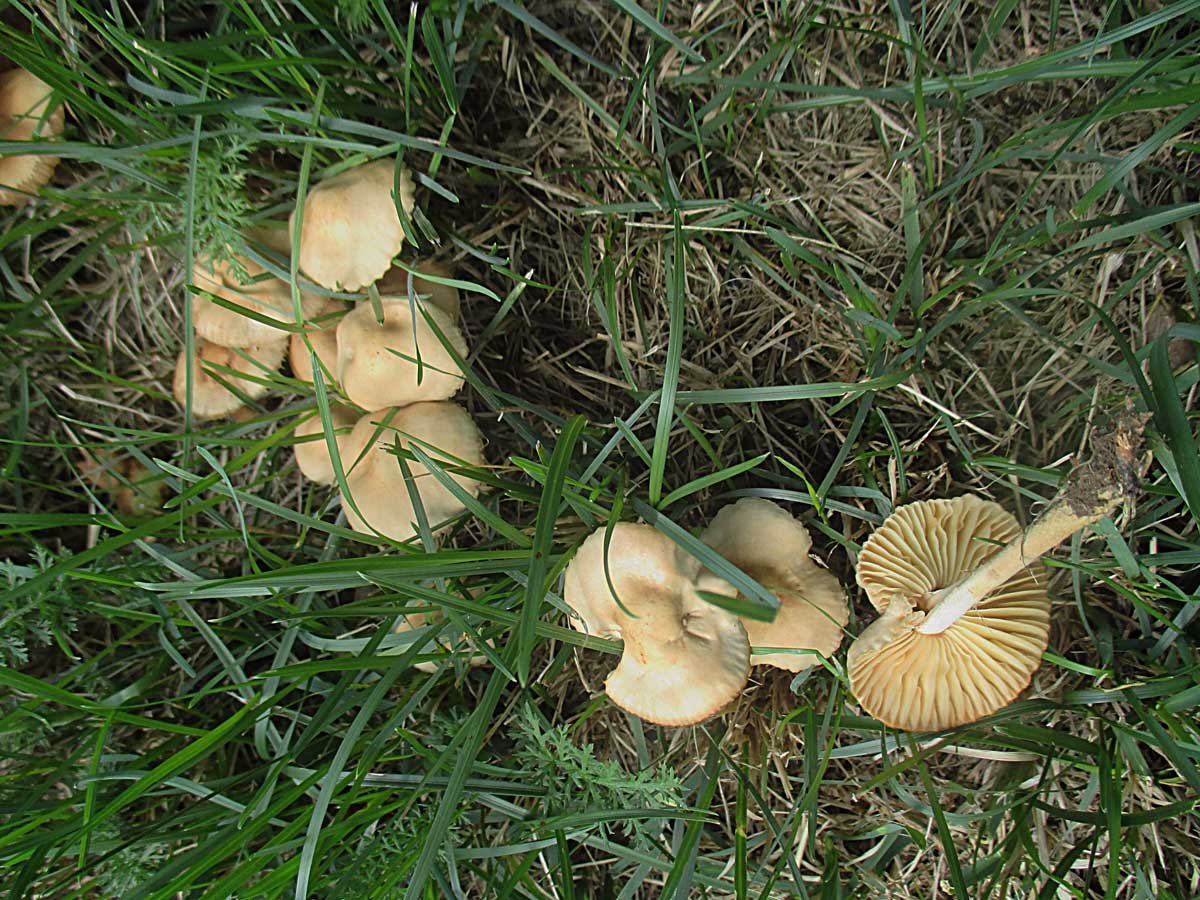 Marasmius oreades.JPG