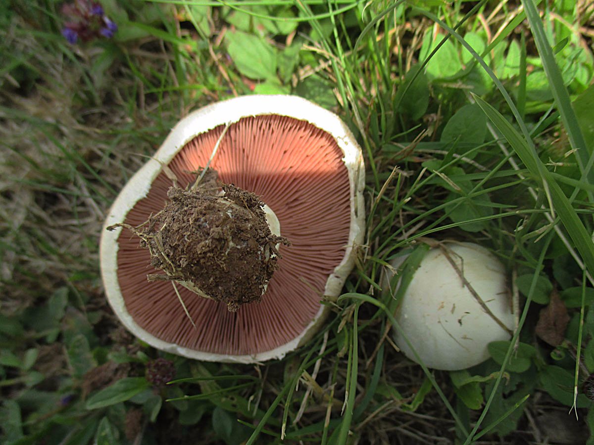 Agaricus campestris.JPG