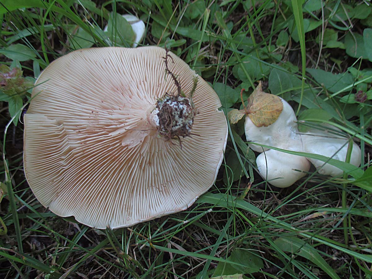 Clitopilus prunulus.JPG