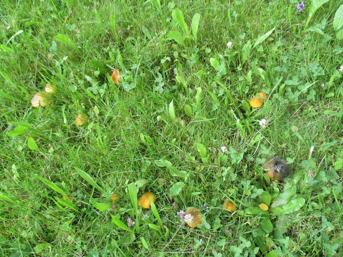 Hygrocybe conica1.JPG