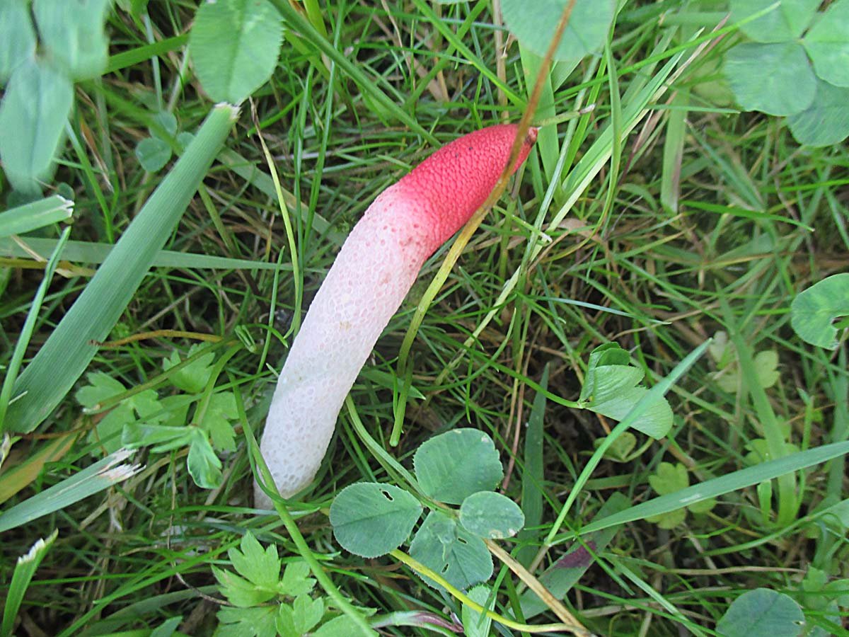 Mutinus ravenelii.JPG