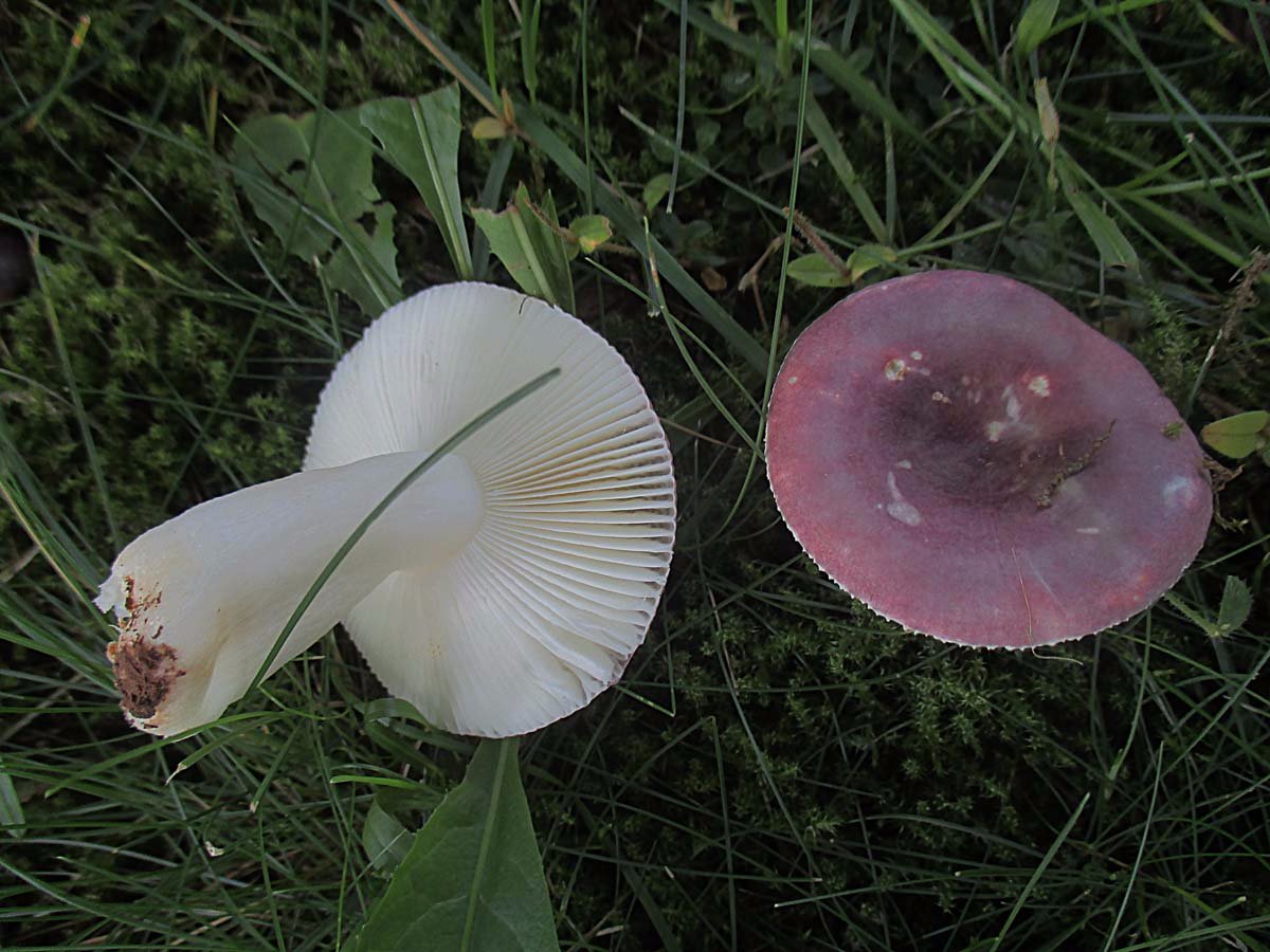 Russula spec..JPG