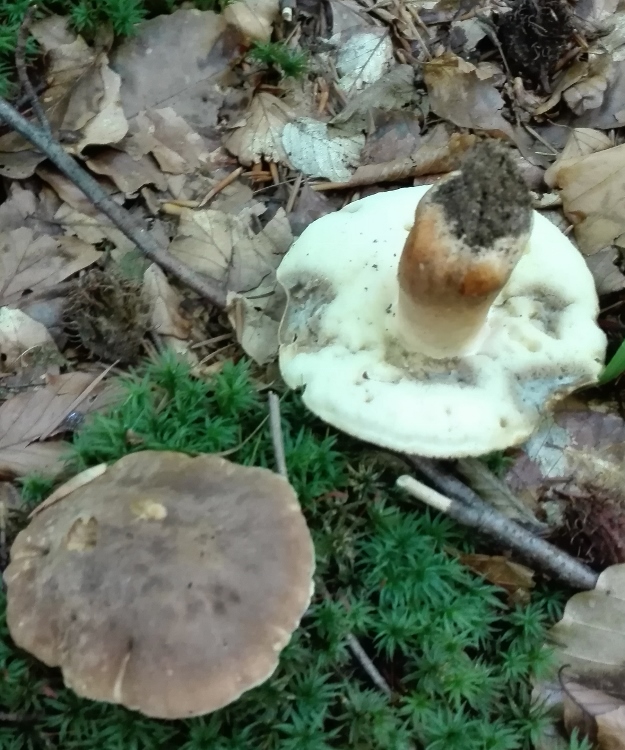 Hasenröhrling(Gyroporus castaneus).jpg