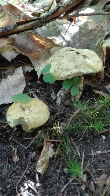 Kornblumen-Röhrling (Gyroporus cyanescens) .jpg