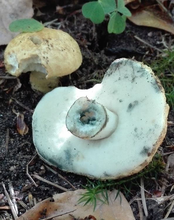 Kornblumen-Röhrling (Gyroporus cyanescens)  (2).jpg