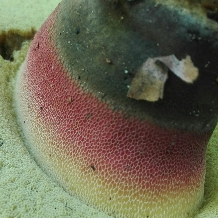 Schönfuß-Röhrling auf dem Kopf ( Deutschlandpilz).jpg