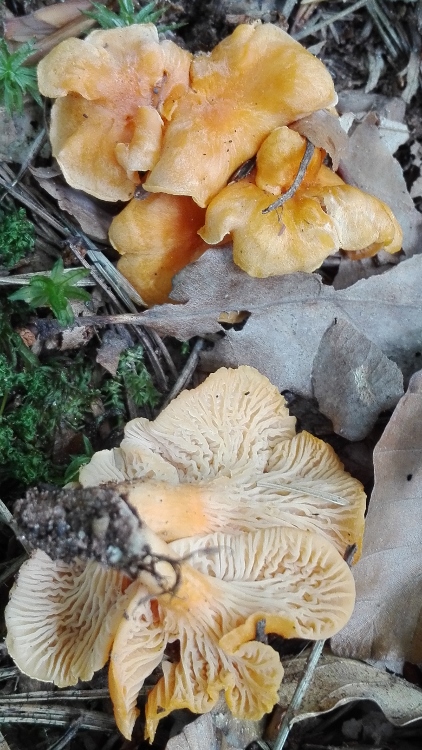 Samtige Pfifferling (Cantharellus friesii).jpg