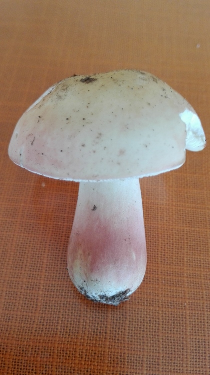 Geschmack mild, nussig !!