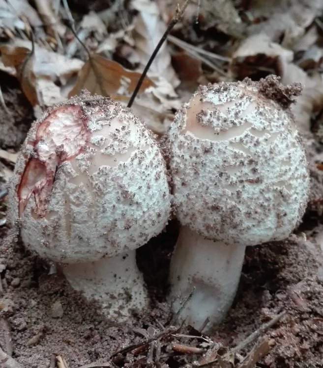 Perlpilz (Amanita rubescens).jpg