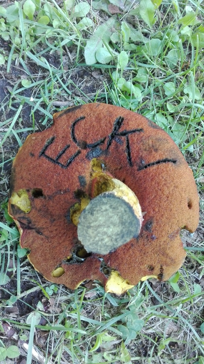 Flockenstieliger Hexenröhrling.jpg