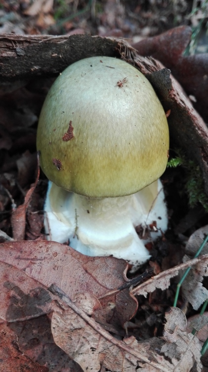 Grüner Knollenblätterpilz (Amanita phalloides).jpg