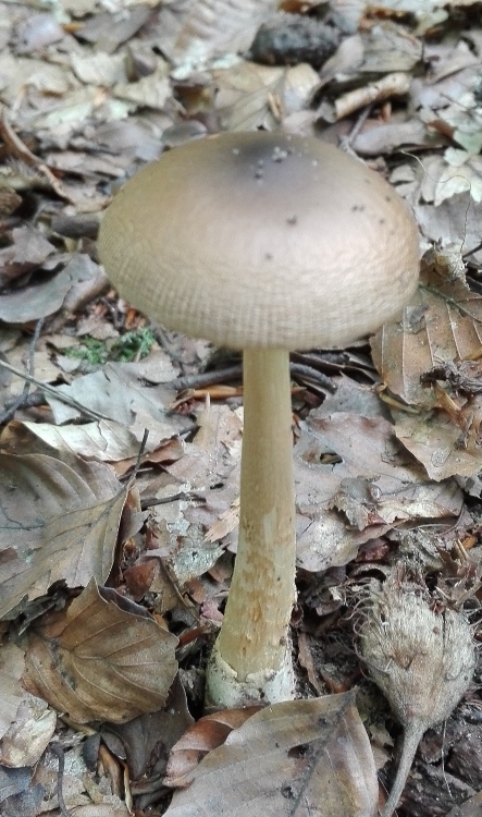 Fuchsige Streifling (Amanita fulva).jpg