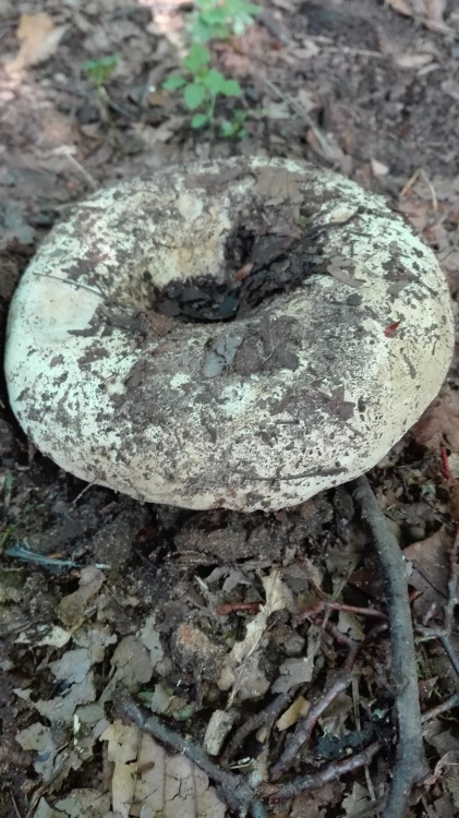 Gemeiner Weiß-Täubling (Russula delica).jpg