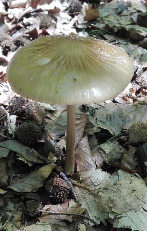 Grubiger Wurzelrübling (Xerula radicata).jpg