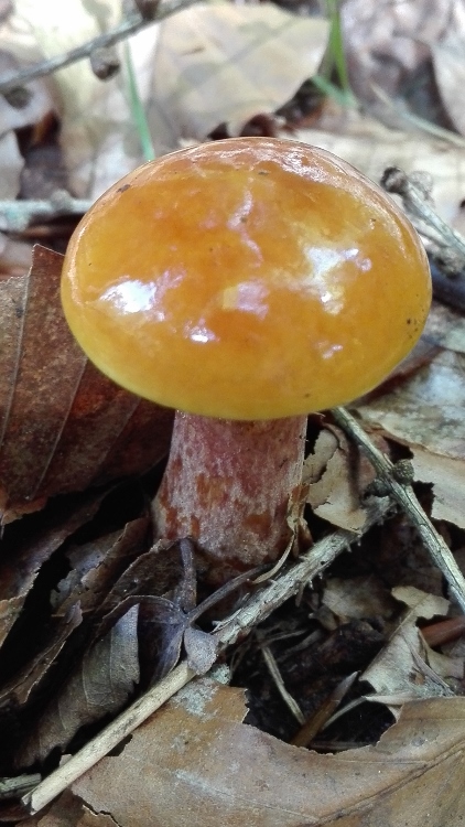 Gold-Röhrling (Suillus grevillei).jpg