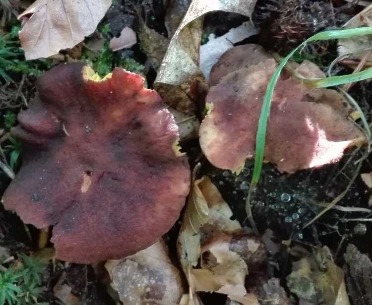 Europäisches Goldblatt (Phylloporus pelletieri).jpg