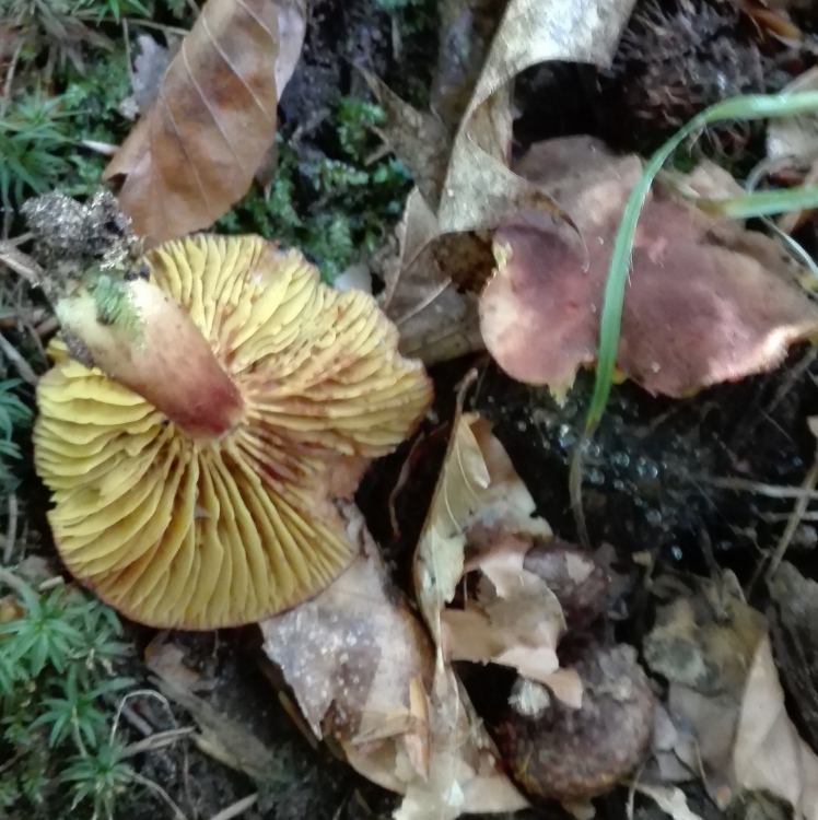 Europäisches Goldblatt (Phylloporus pelletieri) 2.jpg