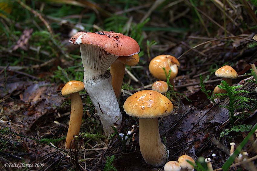 01_Gomphidius-roseus-&-Suillus-bovinus.jpg