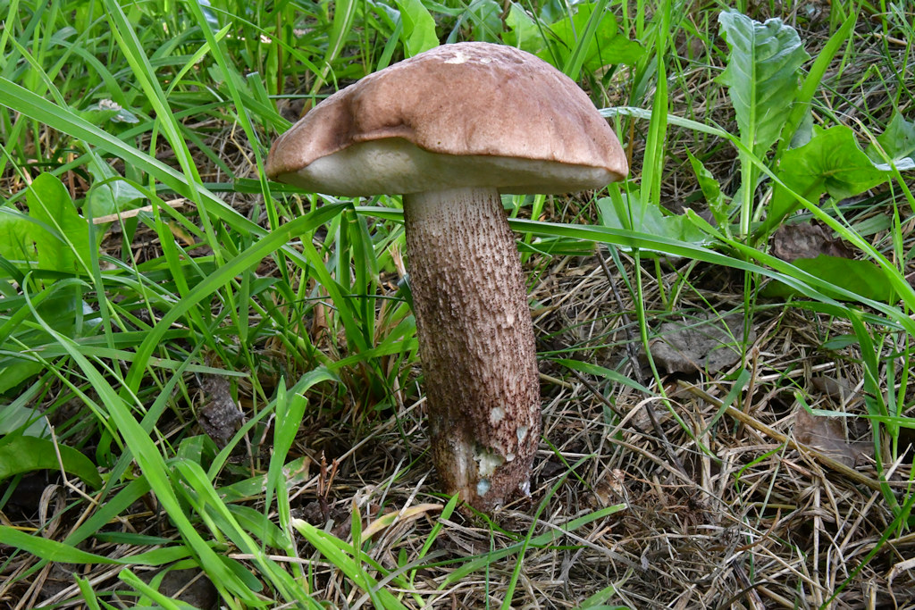pappelrauhfuß.jpg