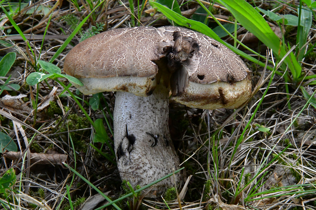 hainbuchenroehrling1.jpg