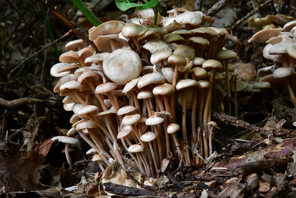 knopfstieliger.jpg