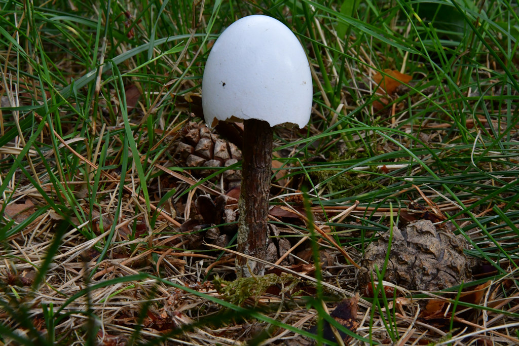 eierschalii.jpg