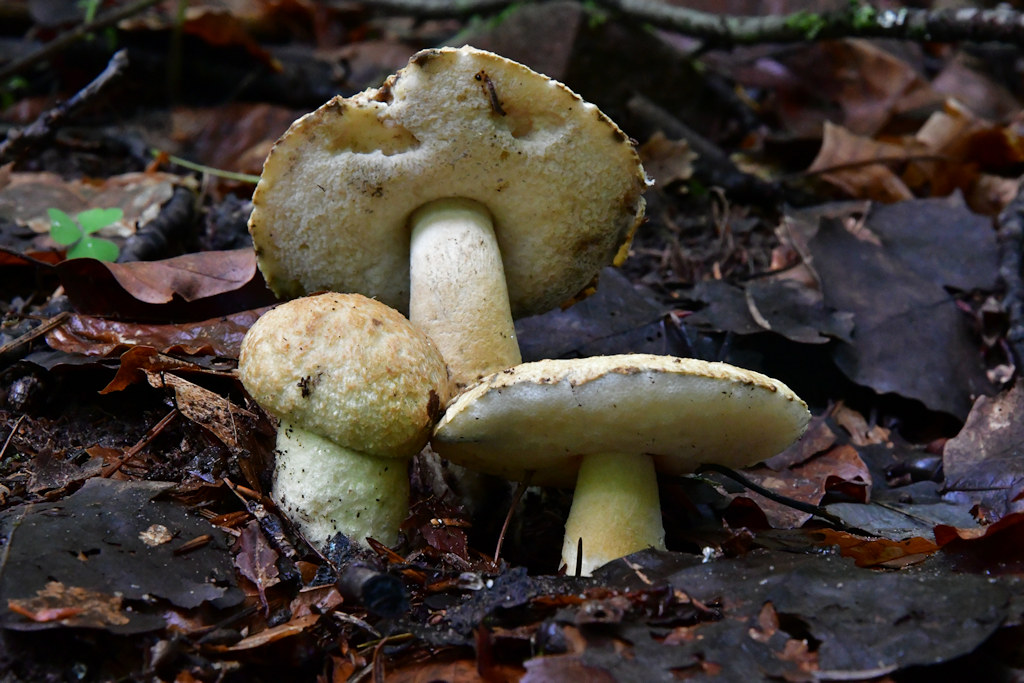 Gyroporus_cyanescens.jpg