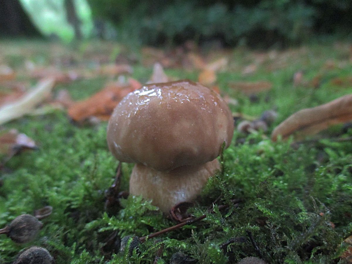 Boletus aestivalis.jpg