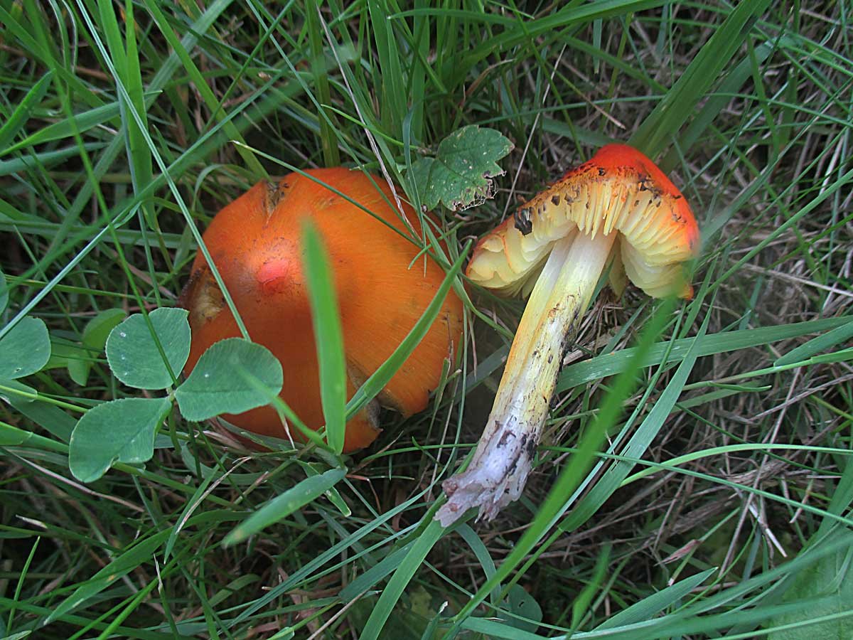 Hygrocybe conica.jpg